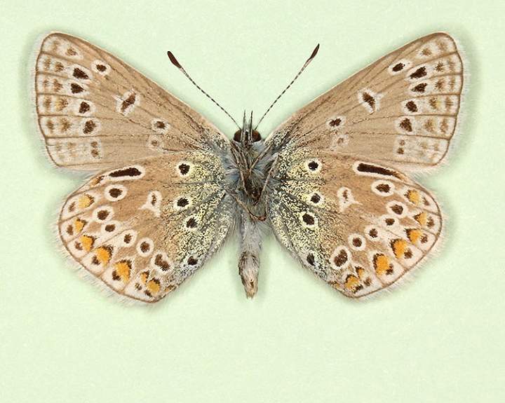 Polyommatus icarus male (aberrant form apicojuncta, verso) (Internet Image property of respective owner, non-commercial use only)